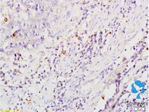 对位呋喃西林代谢物单克隆抗体