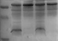 Caspase-3 Rabbit Polyclonal   Antibody