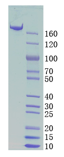 Anti-Covid-19 Spike Protein Antibody